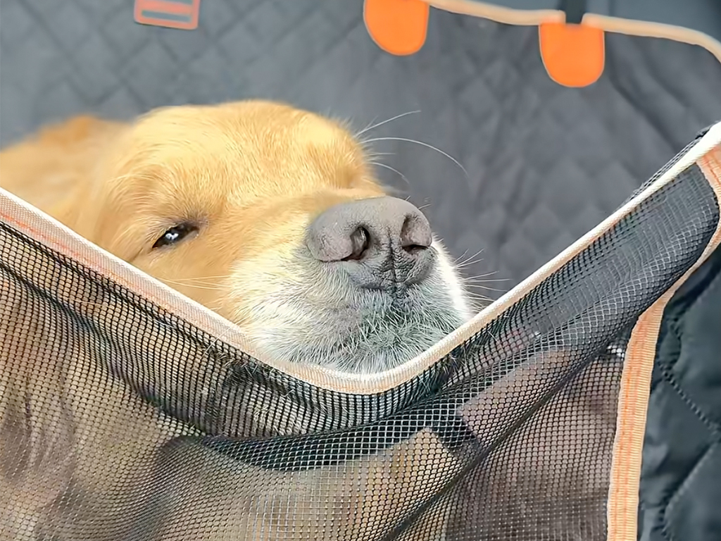 おばあちゃん家へレッツゴー! 感情表現がとっても豊かな犬さん