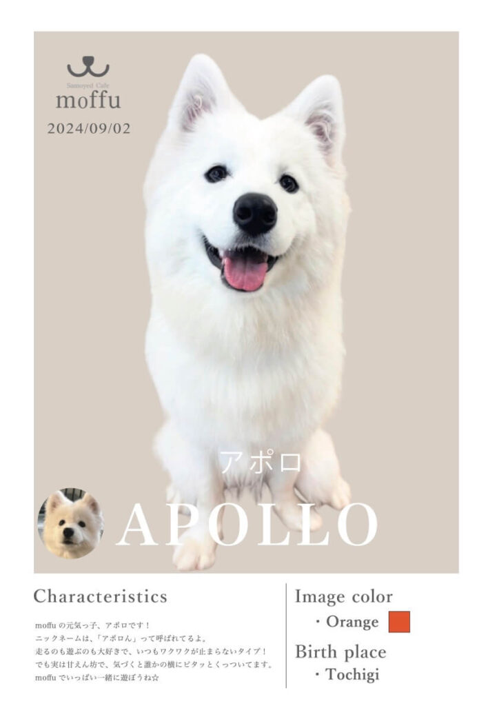 アポロくん