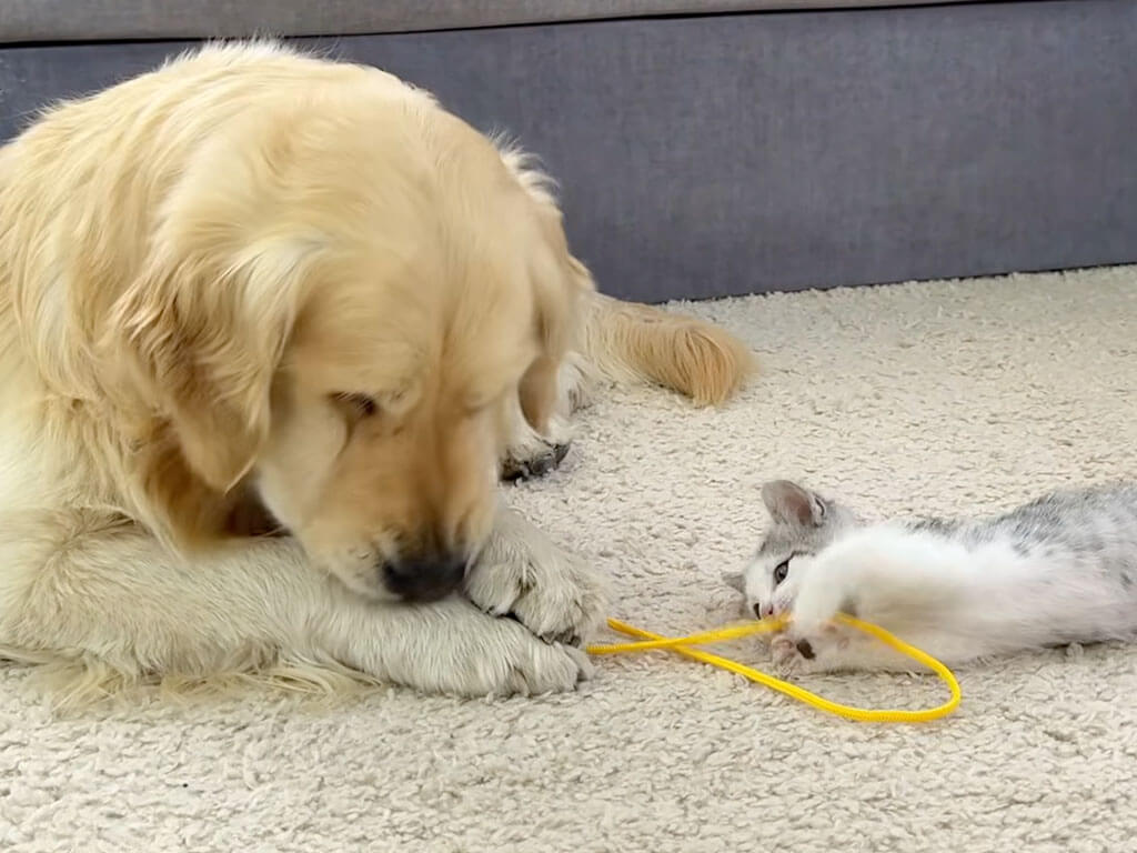 ゴールデンレトリバーさんと子猫さんが綱引き対決！ 犬さんの手加減がやさしすぎた