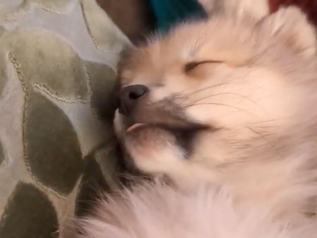 眠っているのにお口だけ忙しい犬さん、夢の中のごちそうが気になりすぎる
