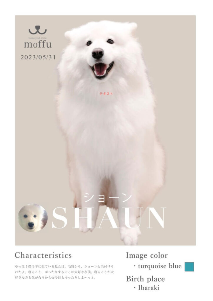 最近のショーンくん