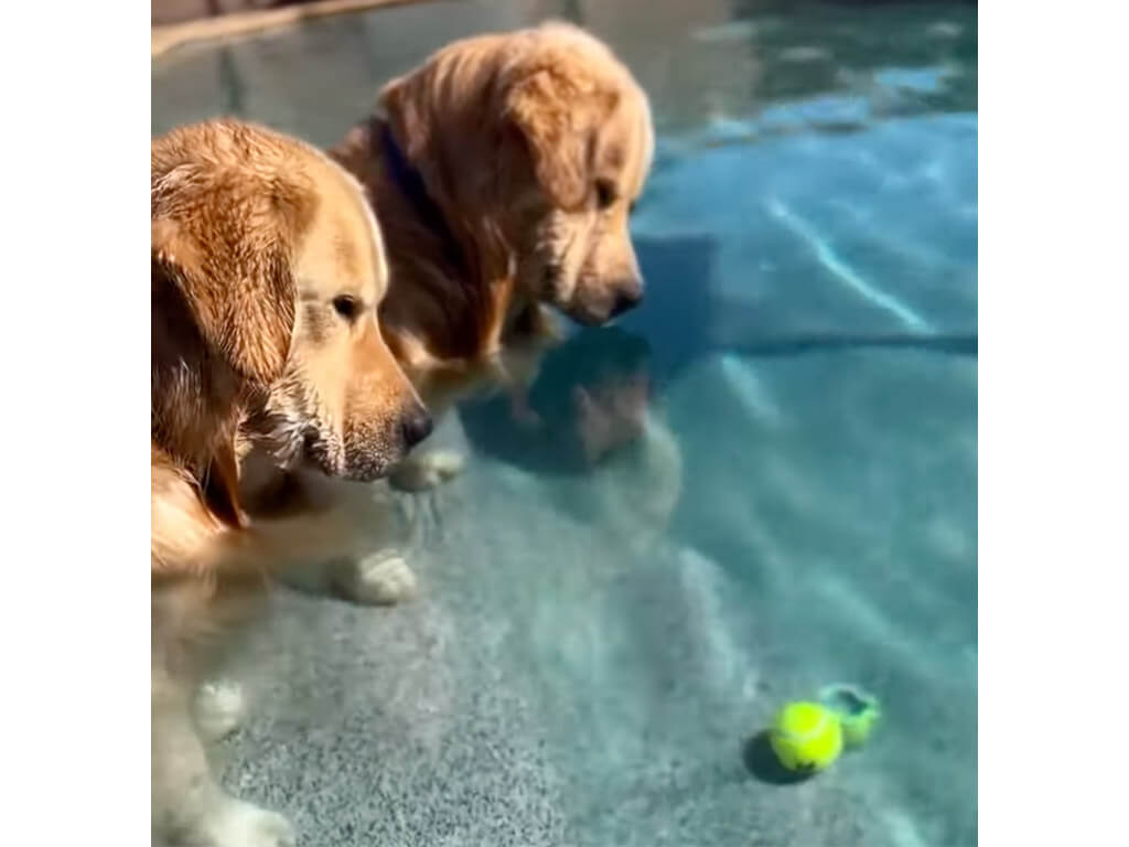 顔を濡らすのはちょっと… プールのボール救出に迷う子犬さんたち
