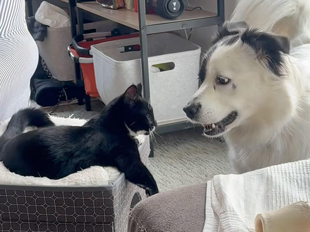 仲良く顔を寄せ合う犬さんと猫さん、何やら熱心にお話し中？