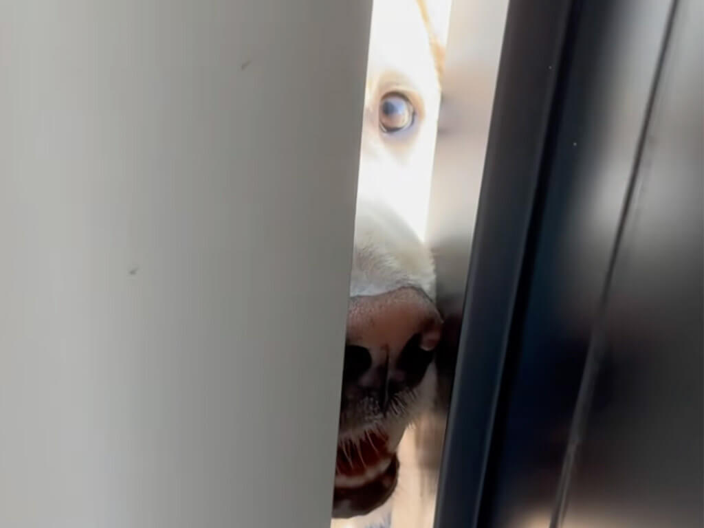 壁のかげから、お風呂の前から…。大好きな人を見守る犬さんの姿がクスッと笑える！