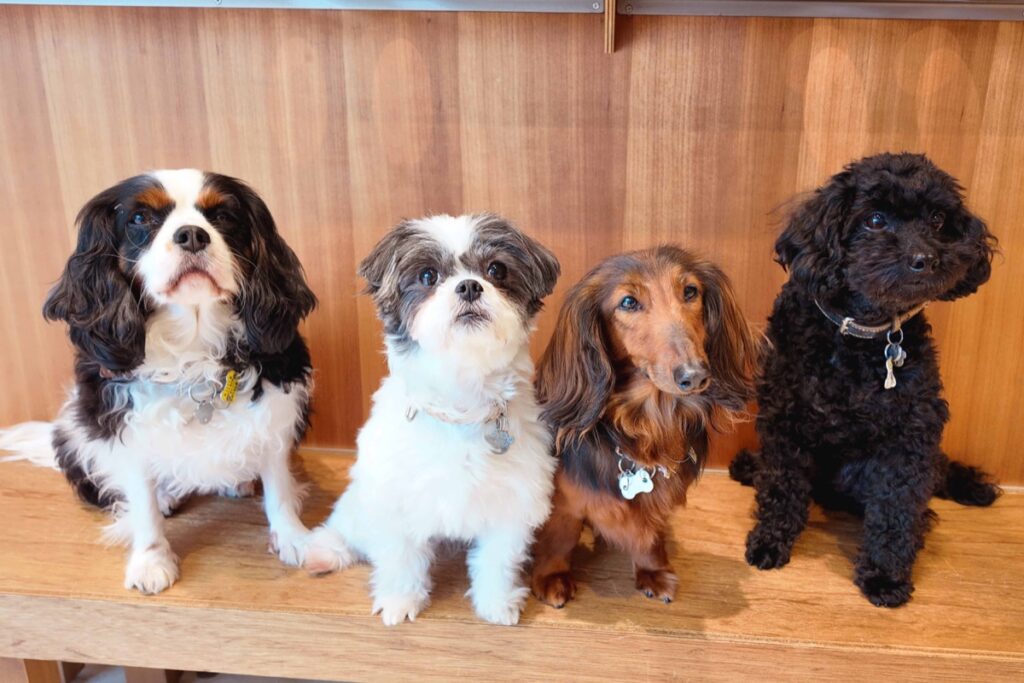 Moff animal cafe ららぽーと立川立飛店