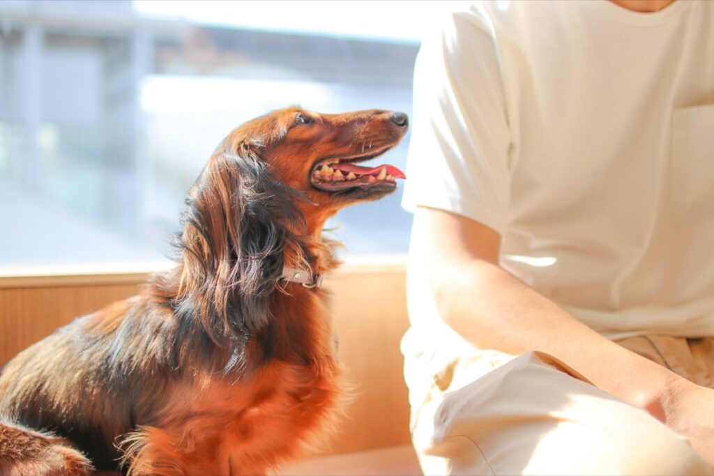 (参考)Moff animal cafe ららぽーと立川立飛店