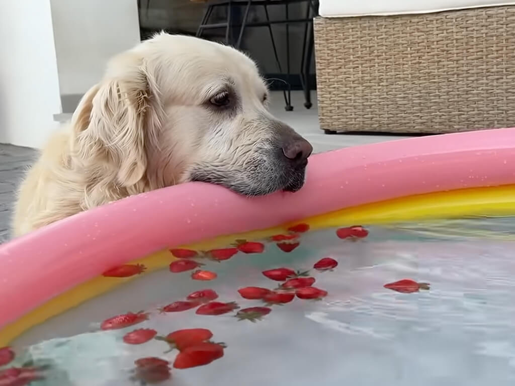 赤ちゃんのプールタイムを見守りながら… 犬のお目当ては水面のいちご!