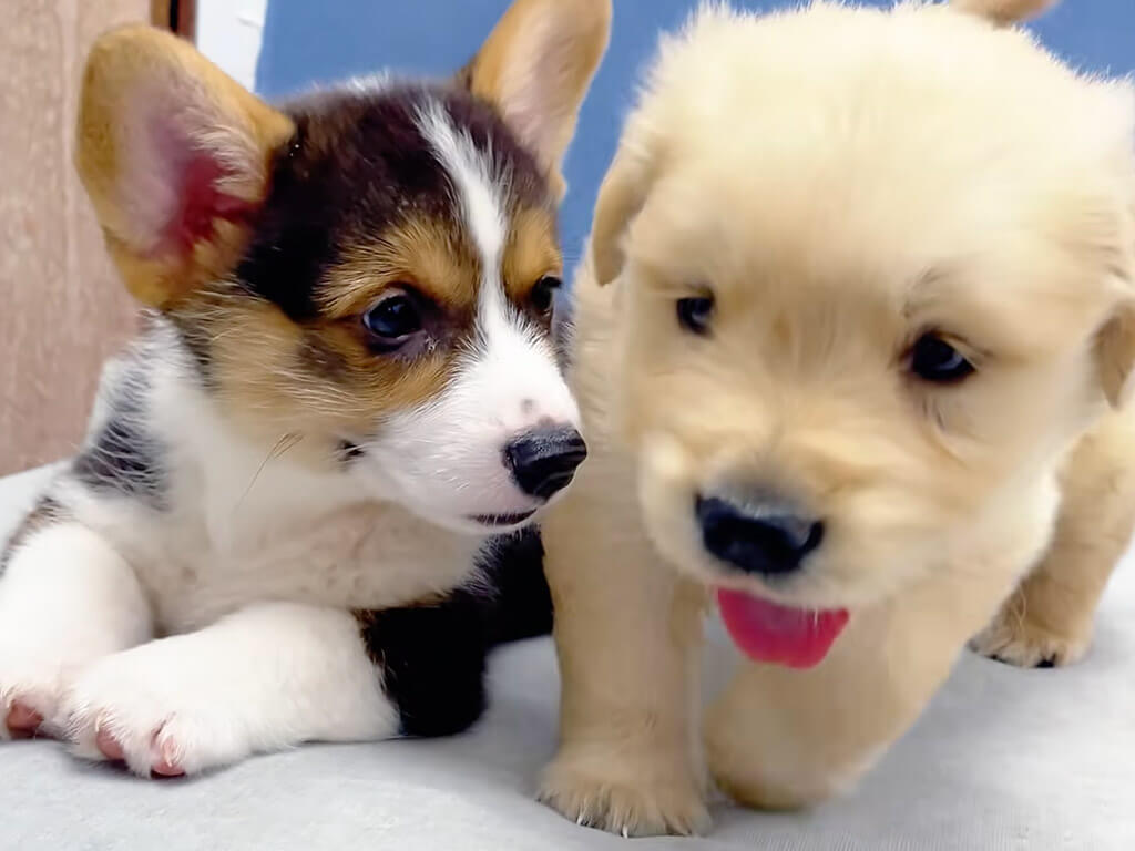 「僕についておいで！」心細い子犬さんを励ましてくれる優しい先輩コーギーさん