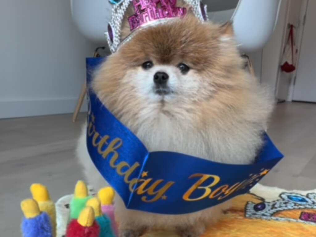 本日の主役！ 5歳のお誕生日をちょっぴりクールに迎えるポメラニアンさん