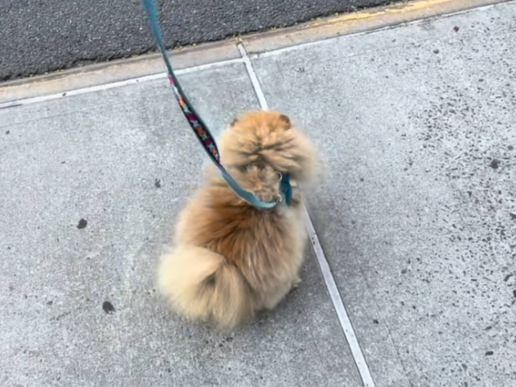 お散歩がうれしすぎたポメラニアンさん、歩道の上で喜びを表現!