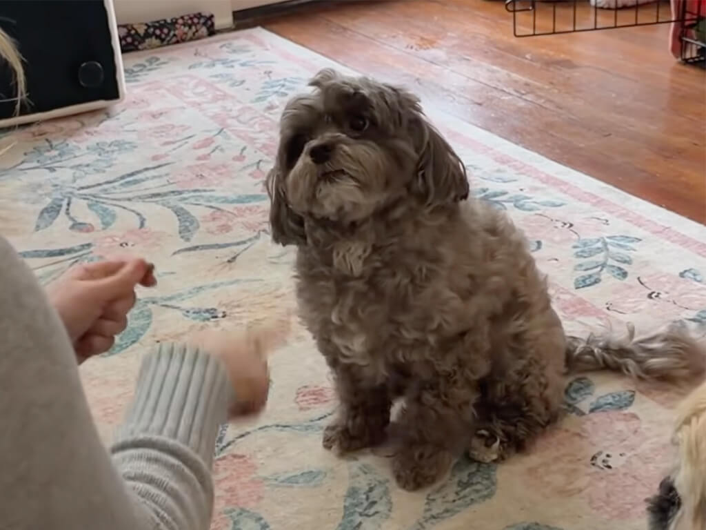 違うけど可愛い! 「伏せ」の練習だけど得意技だけ連発する犬さん