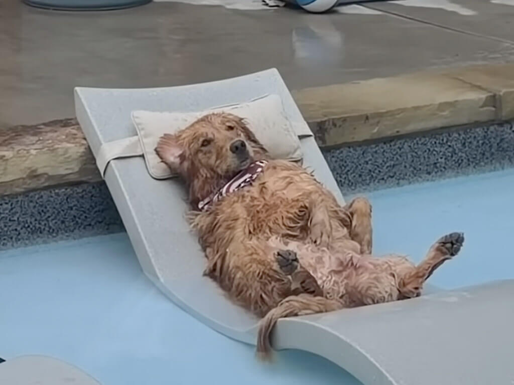 こんな犬さんを見かけたら二度見しちゃう! プールサイドで人間みたいに休憩中