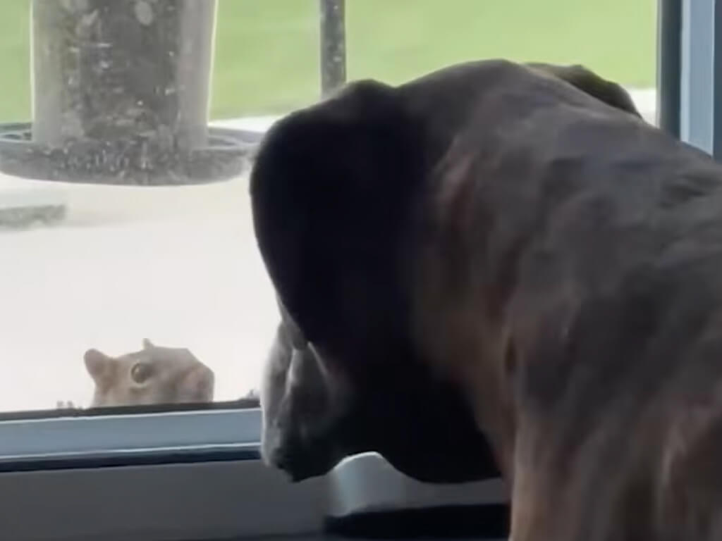 吠えない、逃げない、目もそらさない! 犬さんとリスさんの真剣なにらめっこ