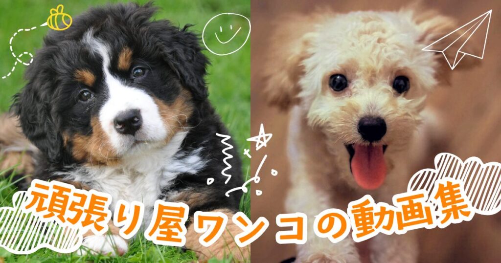 元気を貰える！頑張り屋さんのワンコ動画まとめ