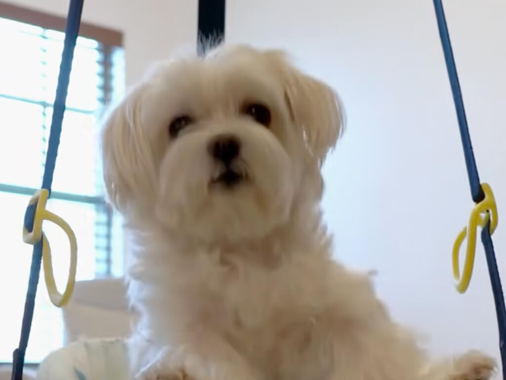 「ボクも赤ちゃんみたい？」バウンサーにすっぽり収まって遊ぶ犬さん