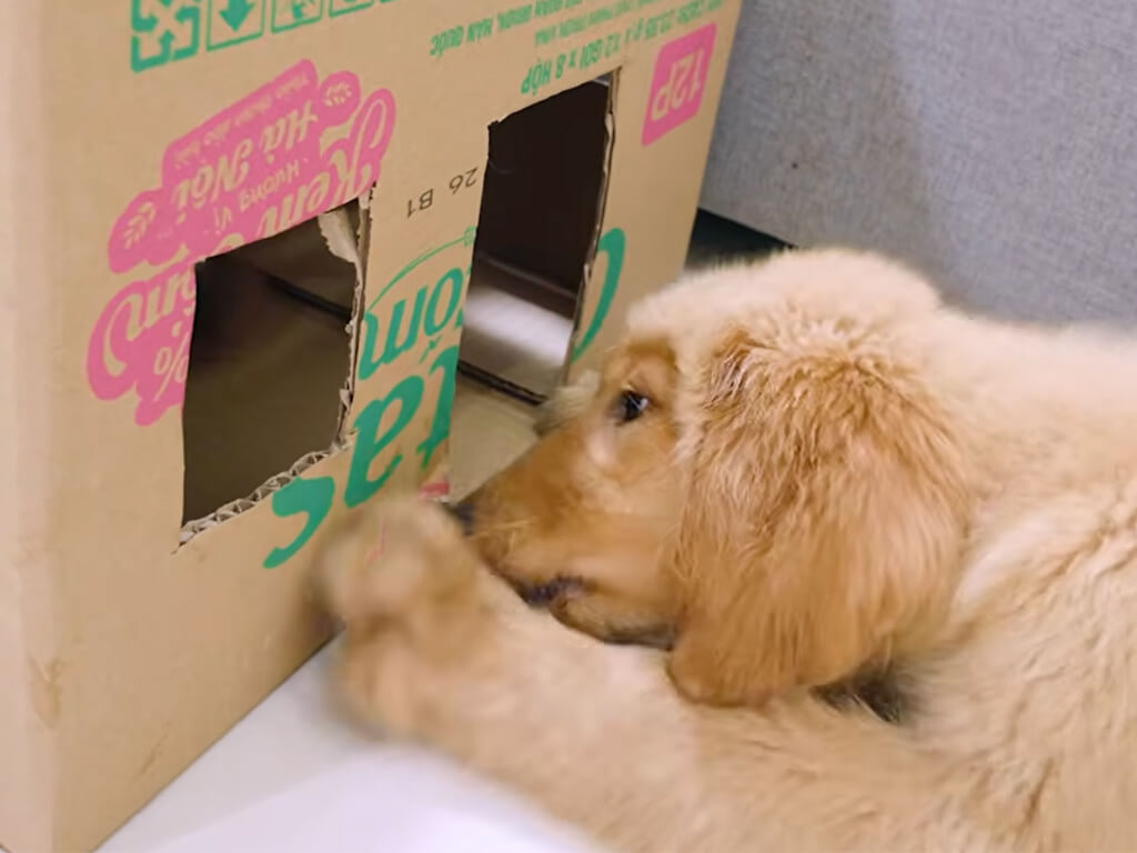 立派な専用ハウスを作ってもらった犬さん、なぜか猫さんの小さなハウスに夢中！