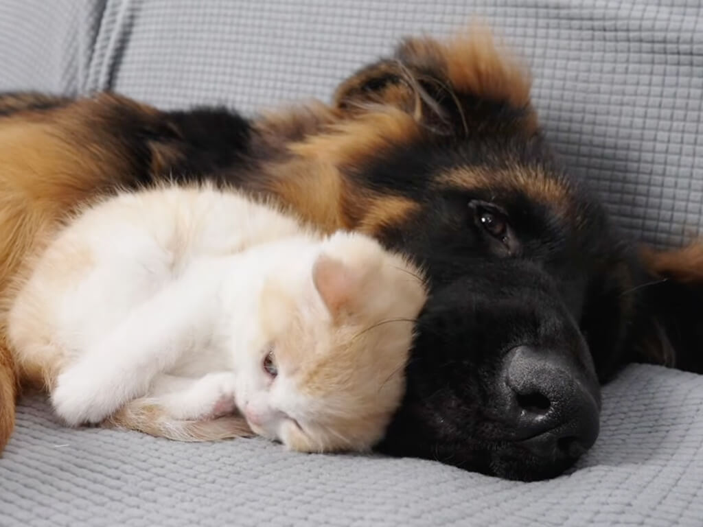 子犬の頃から子猫が大好きなシェパードさん、大きくなっても相変わらず「猫好き」！