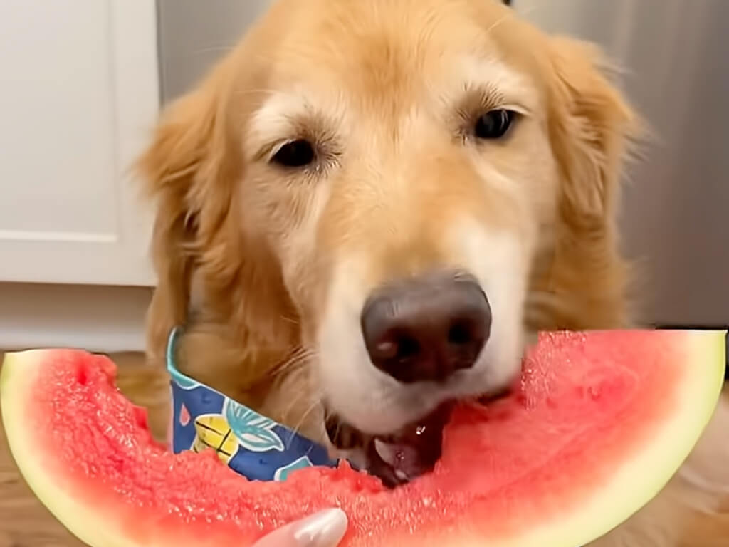 【ASMR】スイカを美味しそうに食べる犬さん、シャキシャキ音まで涼しげ