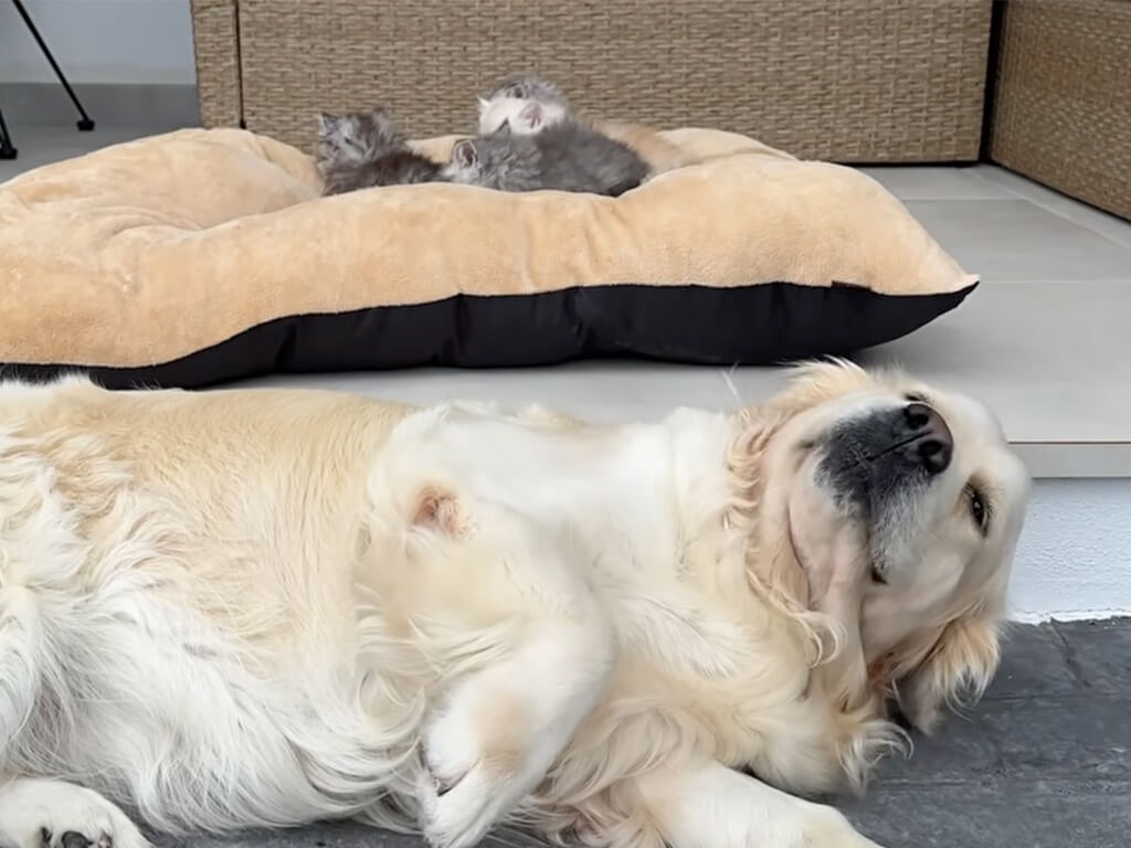 自分のふかふかベッドを子猫さんたちに占領された犬さん、怒らずそっと床へ