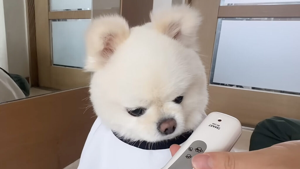 「ちゃんと可愛くしてね？」おうちで“クマさんカット”に挑戦する犬さん