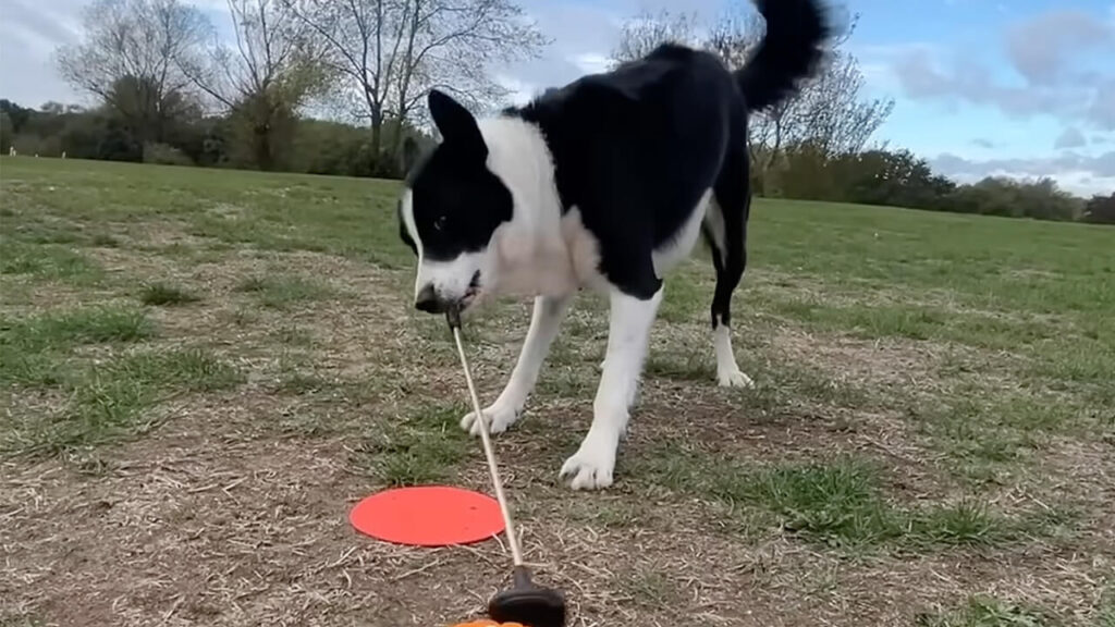 お口でクラブをスイング! ハロウィン仕様のゴルフを楽しむ犬さん