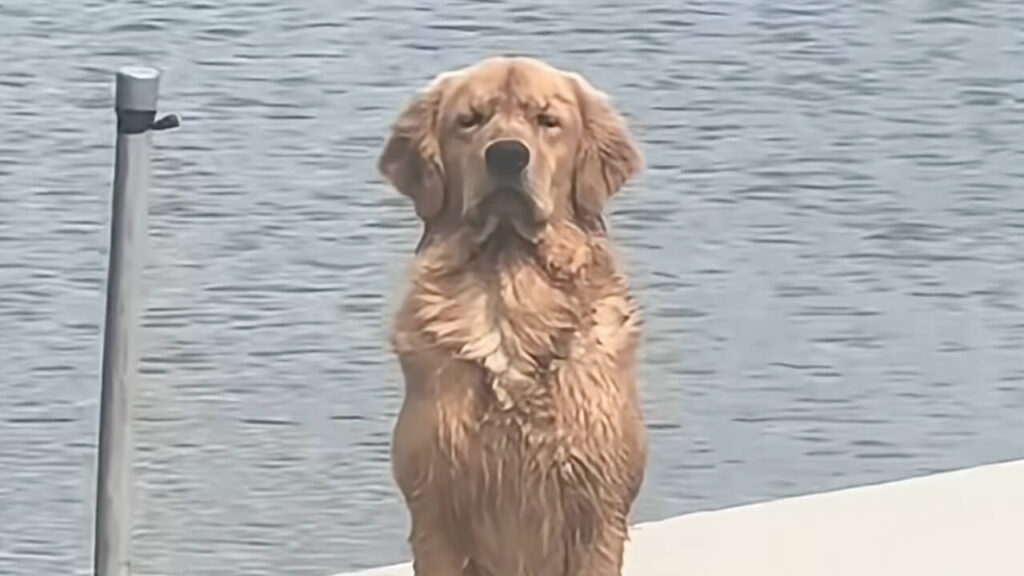 怒ってる…?じっと待つ犬さんの表情が険しすぎる