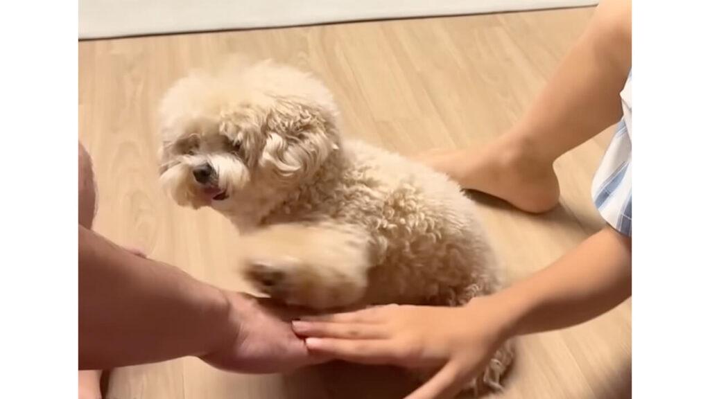 「あれ？ぼくのおやつは？」何度お手しても貰えない！ 最後は後ろ足まで差し出す犬さん