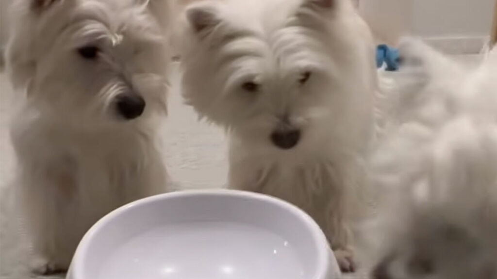 飼い主さんいらず!? 自分でボールをセットして遊ぶ犬さんたち